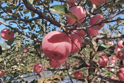 Apples in a Shandong Orchard, China