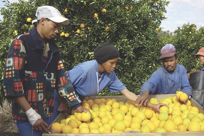 South African citrus