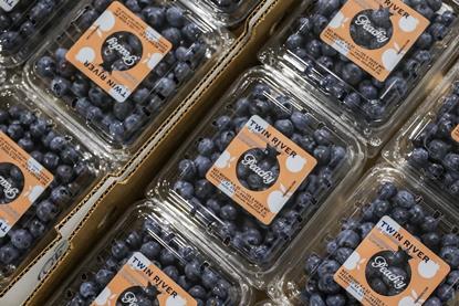 Fall Creek PeachyBlue blueberries