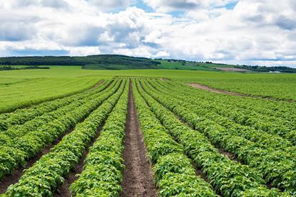 UK potato production is currently at its lowest level for more than a decade