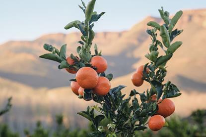 Mandarins on tree South Africa Adobe Stock