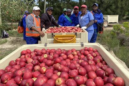 Bingo Gala apples South Africa