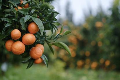 Mandarin trees South Africa Adobe Stock