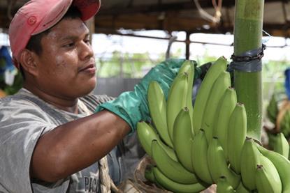 Chiquita Panama