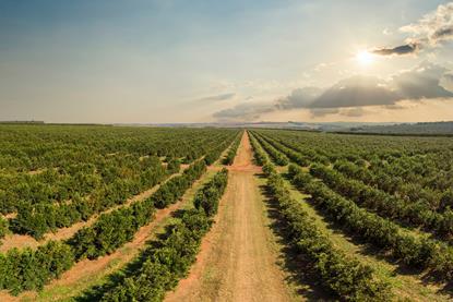 Brazil orange grove Adobe Stock