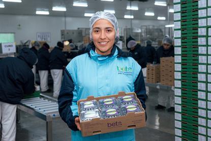 PE Beta Agroindustrial Complex blueberries Sekoya
