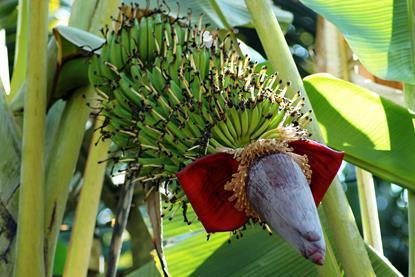 indian-green-banana-5171301_1920