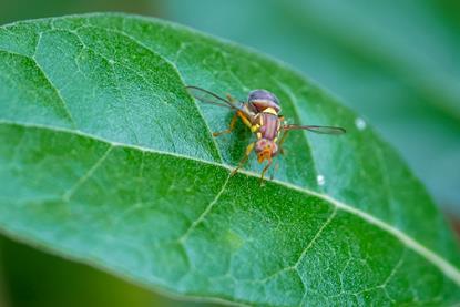 Queensland fruit fly on fejoa leaf