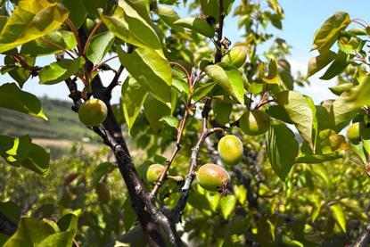 Southern Italy stonefruit Kölla Italia