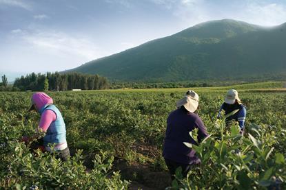 Chilean blueberries