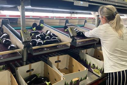 BE Stannuco aubergine packing