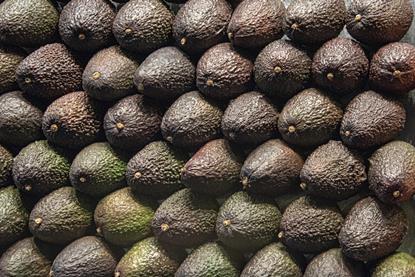 Rows of Hass avocados Adobe Stock