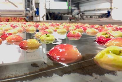 Apples in water