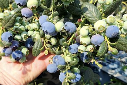 MegaEarly blueberries South Africa