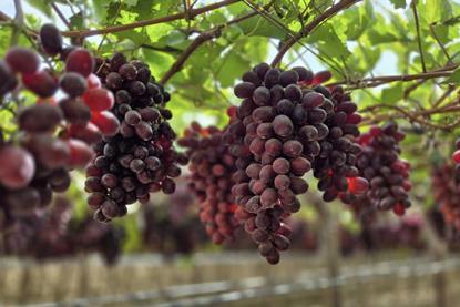 Oppy red table grapes Peru