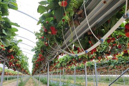 Daifressh hydroponic cultivation