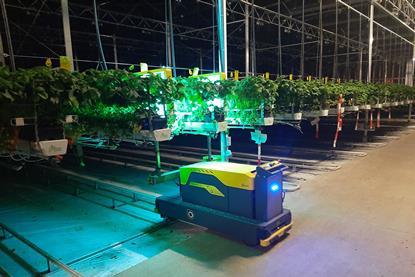 VLAM UV-C robot in the greenhouse