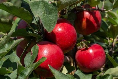 Joli apples growing in New Zealand pre-harvest