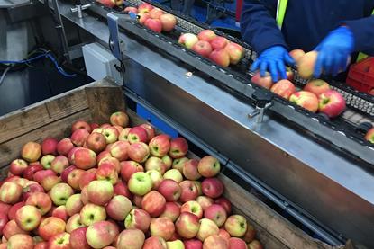 Australia apple packhouse labour