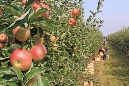 Apple orchard picking Adobe Stock