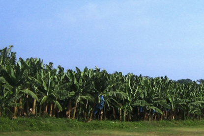 Colombia Zona Bananera