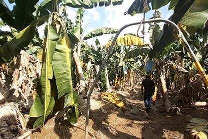 Chiquita Eta Iota storm damage