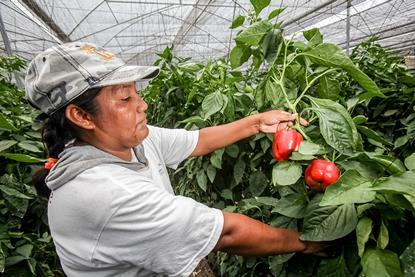 Mexican bell peppers Senasica