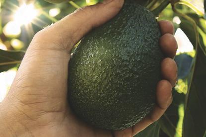 California avocado on tree in hand MUST CREDIT CAC