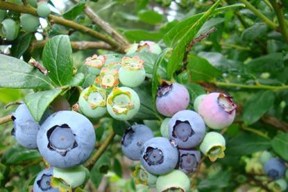 Heidelbeeren am Strauch