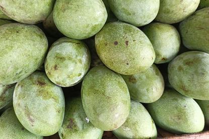 Mangoes Indonesia Adobe Stock_1073529354
