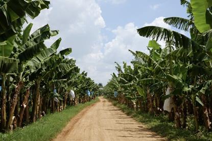 DR bananas