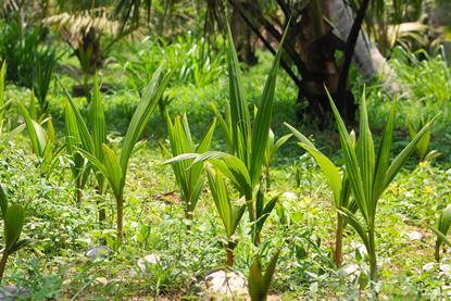 Coir substrate is a by-product of the coconut industry