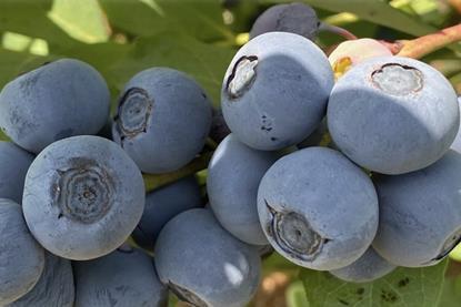 OBG Raptor blueberries GPG