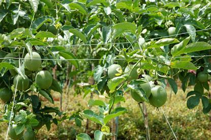 Vietnamese passionfruit