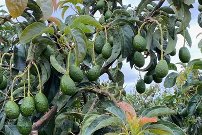 Procado avocado rootstock