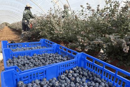 Plus Berries blueberries B