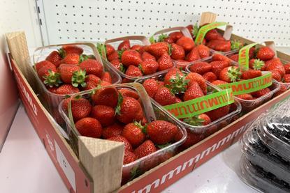 El Pinar strawberries