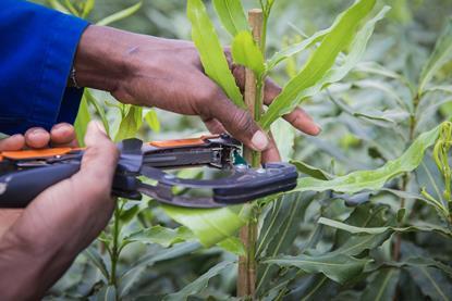 DuRoi Nursery South Africa macadamia planting and cutting