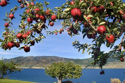 Washington apples