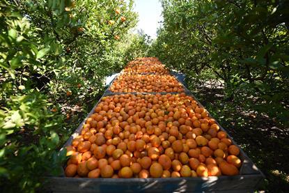 Argentina Entre Rios citrus