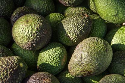 Hass avocado