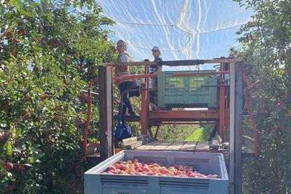 Candine harvest