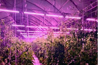 The system dims greenhouse lighting in bright conditions and increases when natural light levels fall