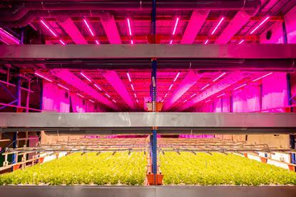 Urban Farming Partners Singapore's indoor vertical farm GroGrace