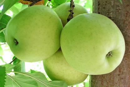 Südafrika Apfel Golden Delicious L. Brodie