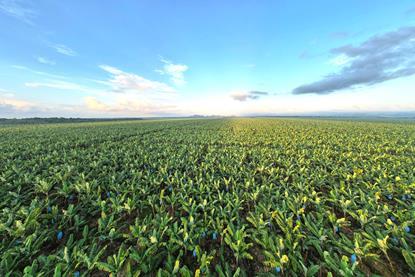 Fyffes banana farm Belize