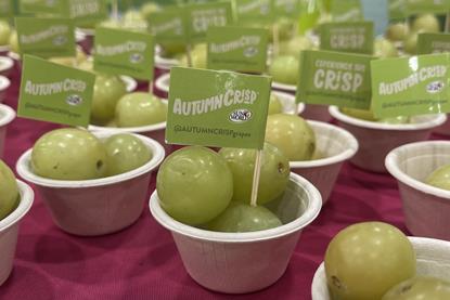 Sun World Autumncrisp grapes in pots