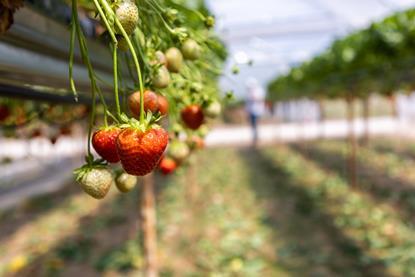 GB Marks and Spencer strawberry Tasker Farm