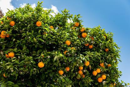 Florida oranges high on tree