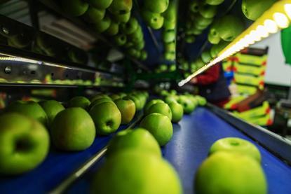 Apples on packing line South Africa